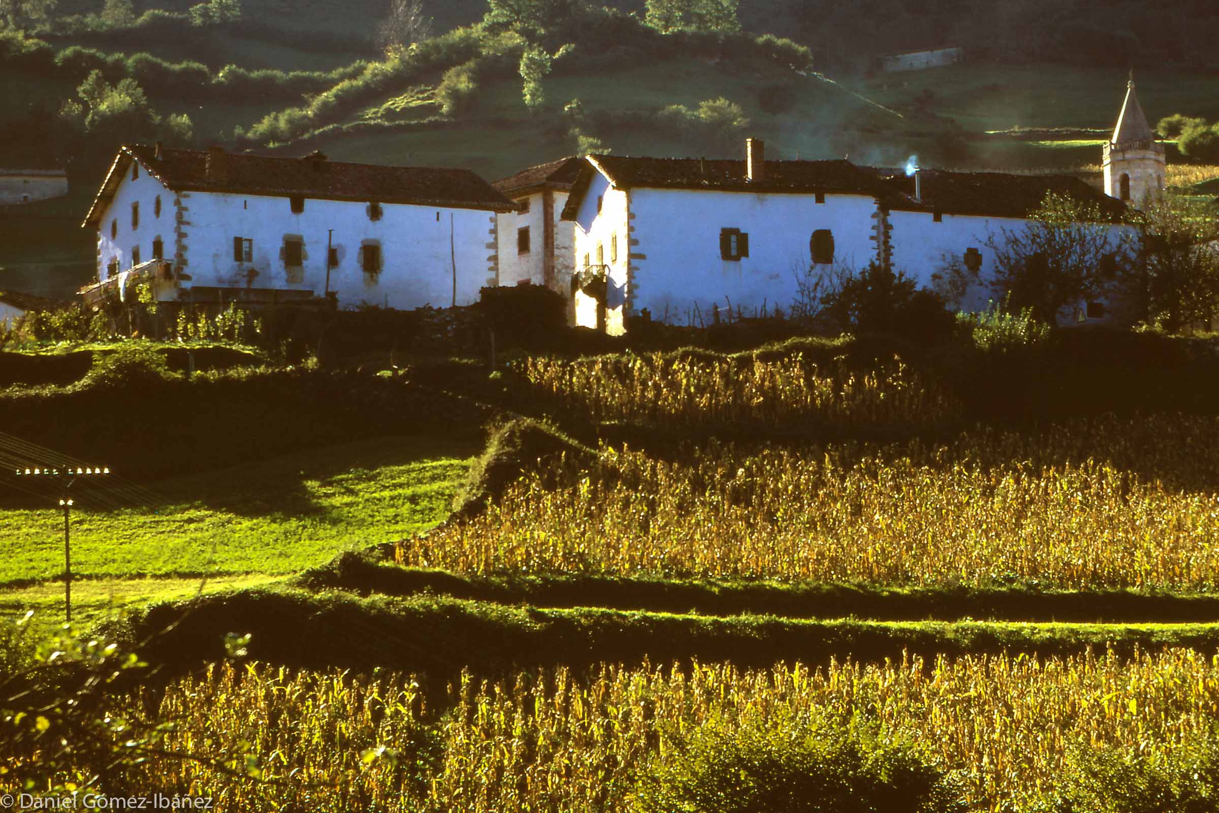 After the seventeenth century maize grew to become the most important forage crop in the Basque country. [Almandoz, Navarra, Spain, 1967]