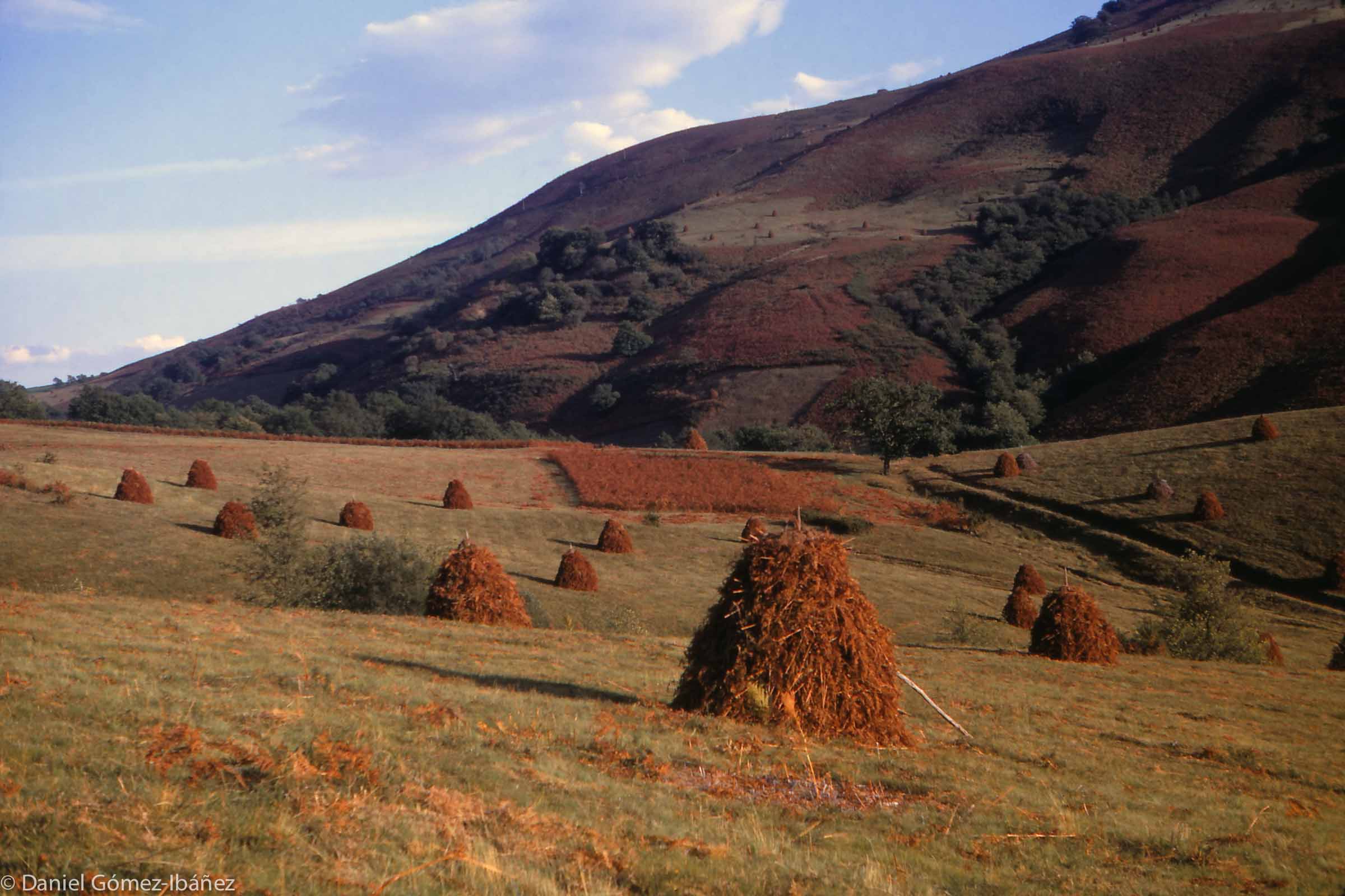 The bracken is harvested in fall. [near Louhossoa, Pyrénées-Atlantiques, France, 1967]