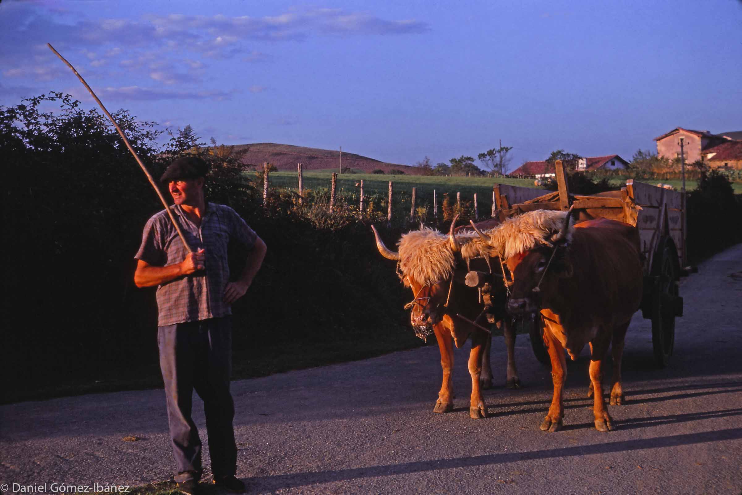 A Basque farmer pauses with his oxen and cart as he returns home in the evening. The oxen are fastened to the cart's drawbar not with a yoke but with leather lashings to their horns. The leather straps are protected from shrinking in rain by sheepskin covers. [near Hélette, Pyrénées-Atlantiques, France, 1967]