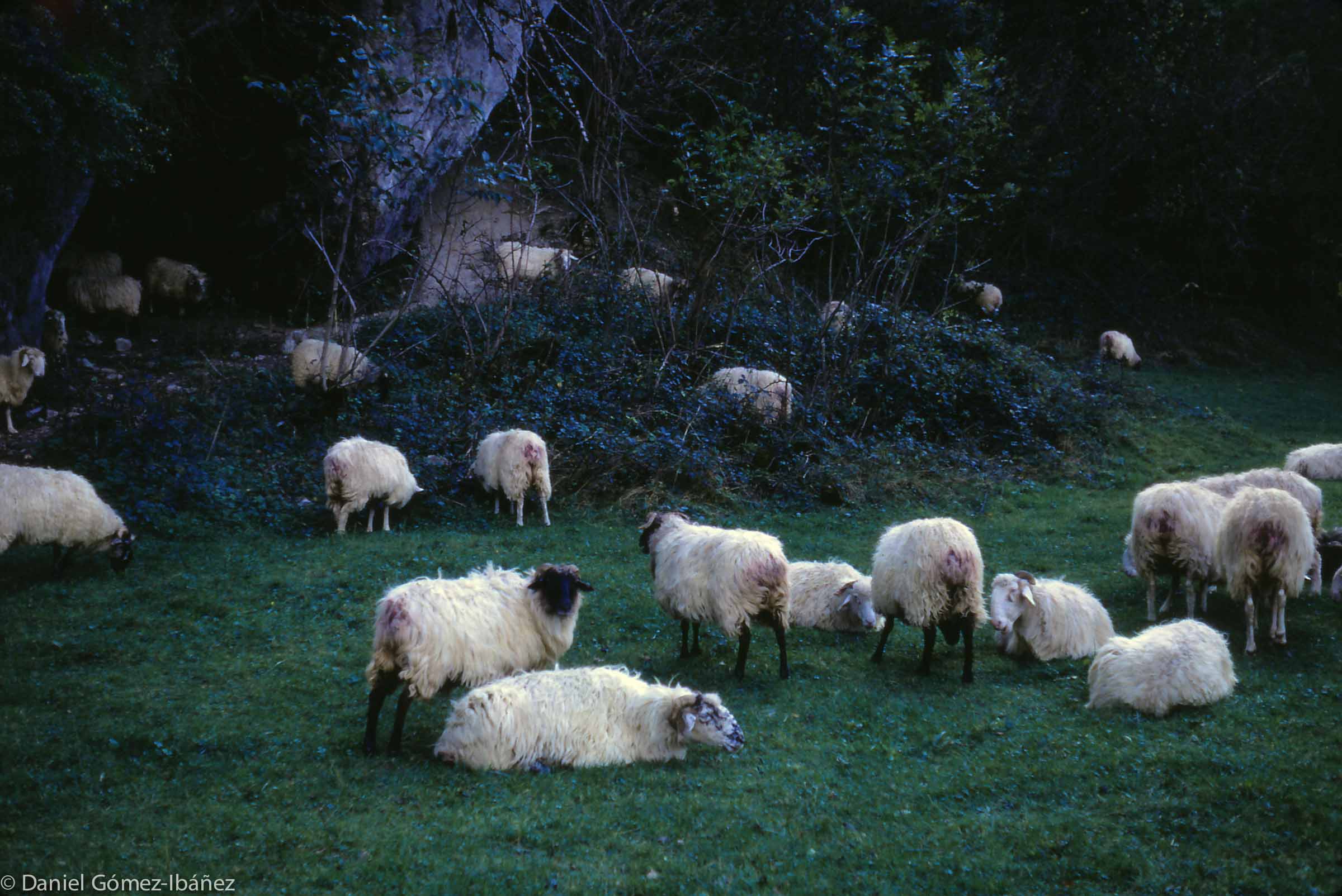 Pyrenean sheep are bred for milk production as well as wool and meat. On the French side the most valuable commodity is milk to make Roquefort cheese. [Larrau valley, Pyrénées-Atlantiques, France, 1967]