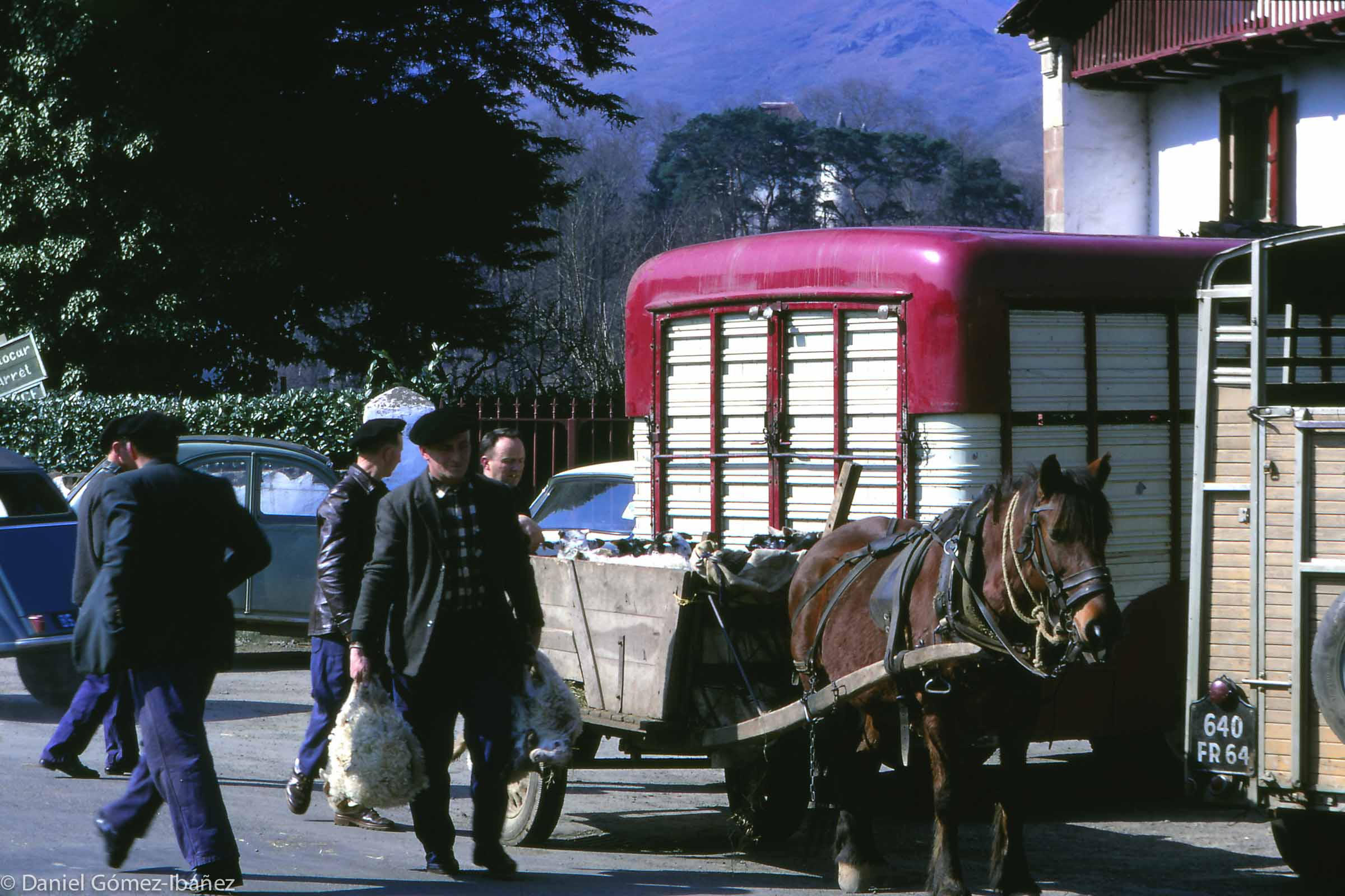 Because ewes can be milked they are more valuable than rams, so most male lambs are sold for meat. This is the farmers' market for spring lambs in Baïgorry. [St. Etienne de Baïgorry, Pyrénées-Atlantiques, France, 1968]