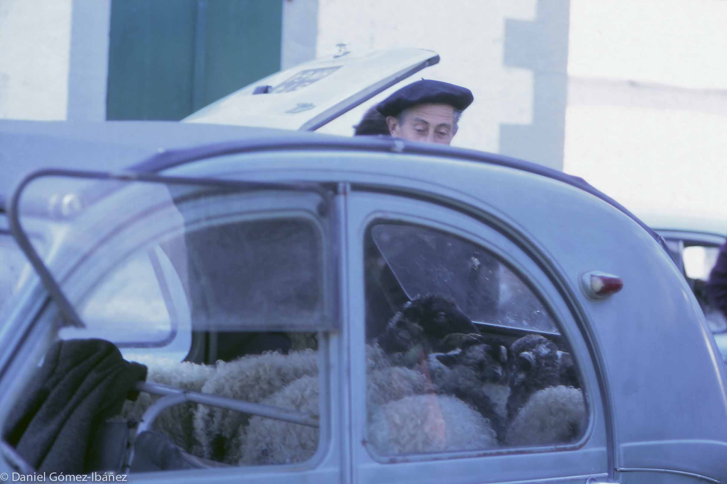 At the lamb market in Baïgorry: a Citroën 2CV used for transport. [St. Etienne de Baïgorry, Pyrénées-Atlantiques, France, 1968]