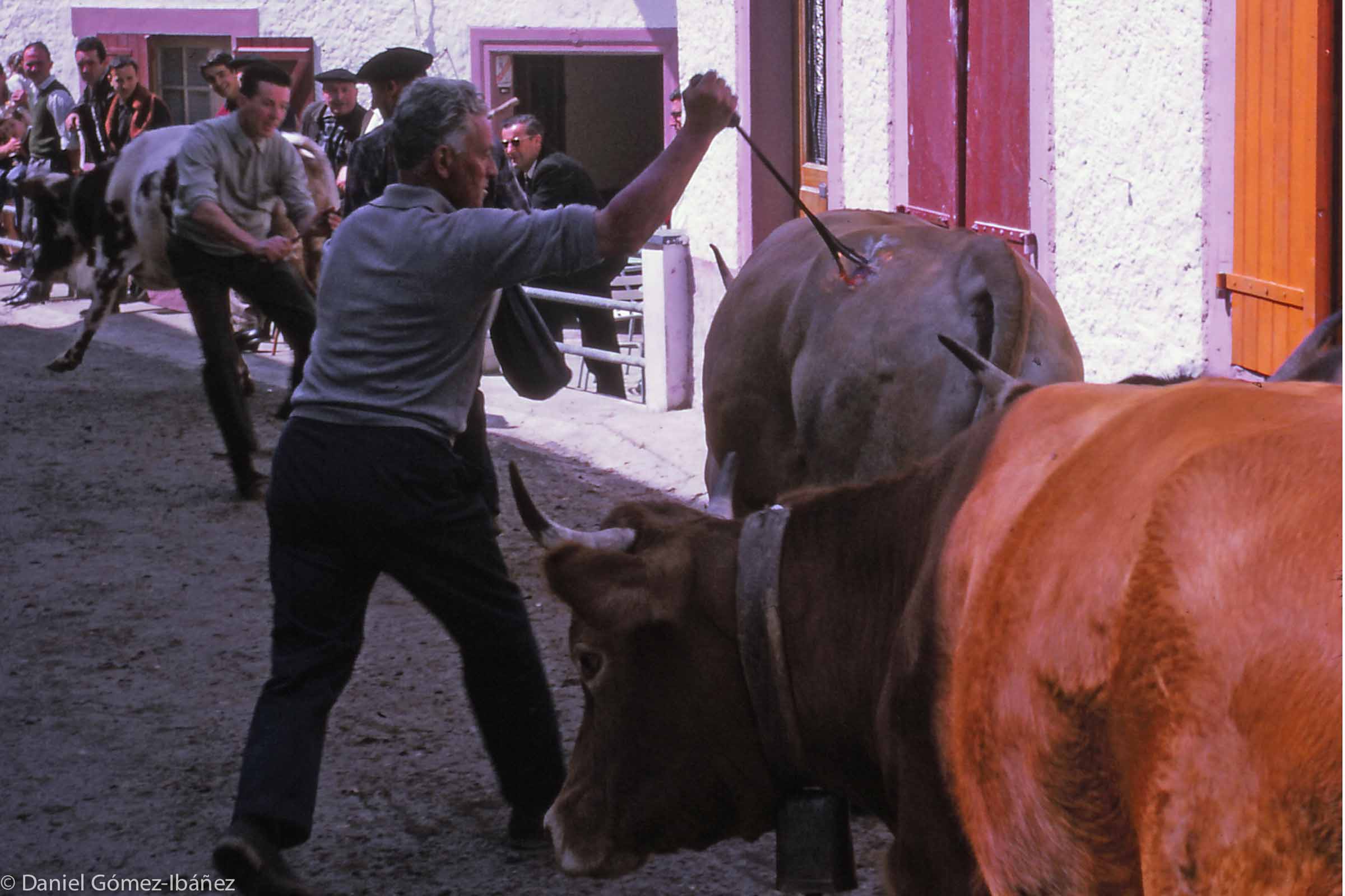 In the spring, these French cattle that will spend the summer on nearby Spanish pastures are branded with a B (for Baïgorry) before crossing the frontier. This practice, centuries-old, is one of many exceptions to the usual notions of national sovereignty that can be found in the Pyrenees. In many places pastures on either side of the international boundary are shared by adjacent valleys, and the 19th-century treaties that established the modern boundary between the two countries recognized and preserved these ancient pastoral rights. In this case, the cattle will graze on the 'Quinto Real" -- Spanish territory which is reserved exclusively for use by French herders. [Urepel, Pyrénées Atlantiques, France, 1968]