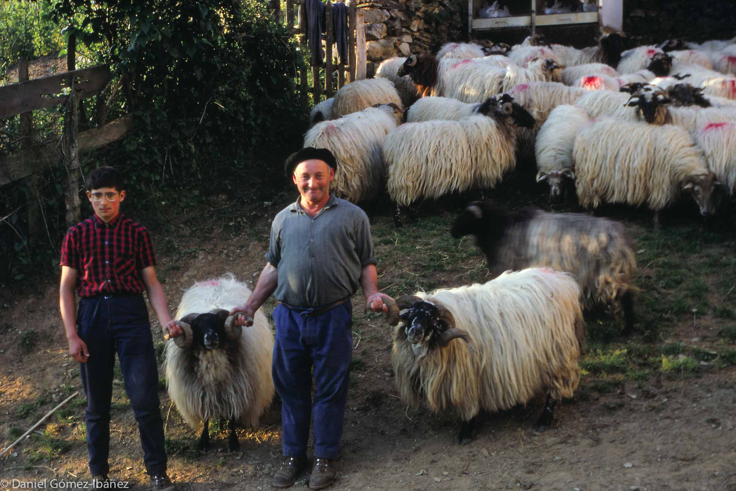 M. Mandabidéa, his son, and their two prize rams [near Urepel, Pyrénées-Atlantiques, France, 1968]