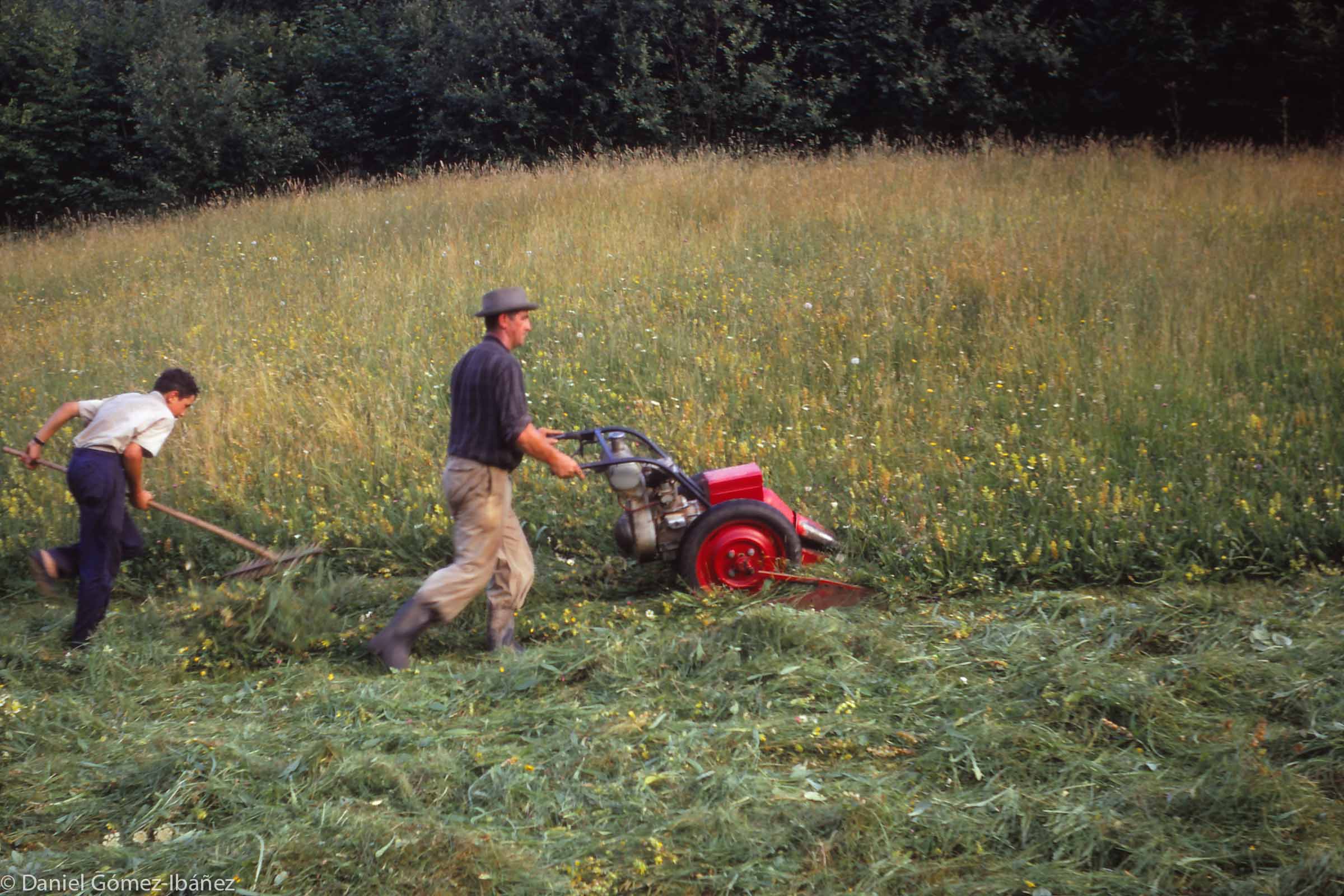 Manech's neighbors on the other side of the valley had invested in a motor-scythe. After a Jeep, a motor scythe was often the first piece of modern equipment purchased by a Basque farmer. But a motor scythe does not leave the mown hay in windrows (unlike the hand scythe, which does), so here the farmer's son follows with a rake to pull the mown hay into windrows so it will dry properly. [St. Etienne de Baïgorry, Pyrénées-Atlantiques, France, 1968]