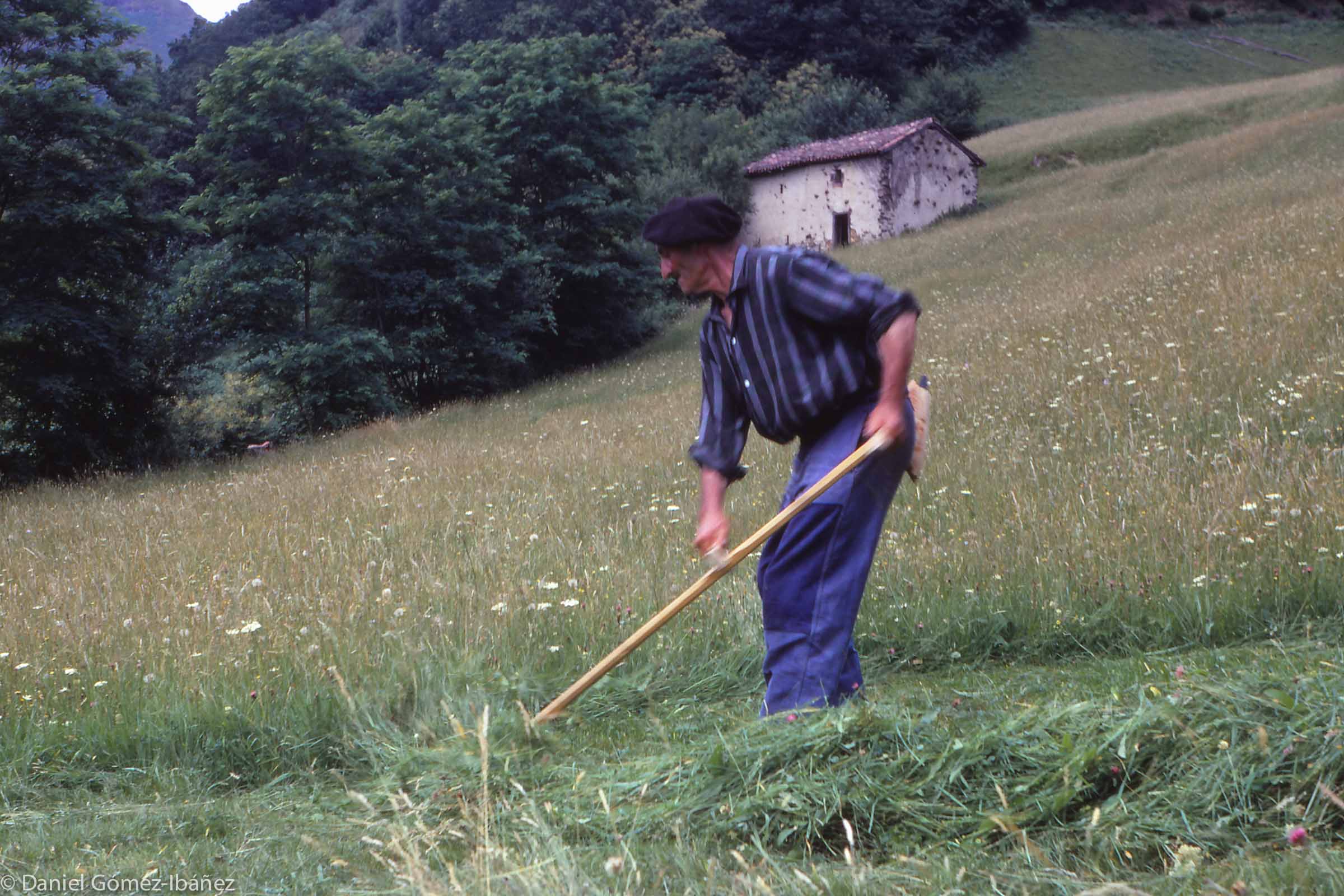 Manech, whose farm was near the road that leads from Baïgorry up to the Ispéguy pass, preferred the old ways. He is scything hay for forage. [St. Etienne de Baïgorry, Pyrénées-Atlantiques, France, 1968]