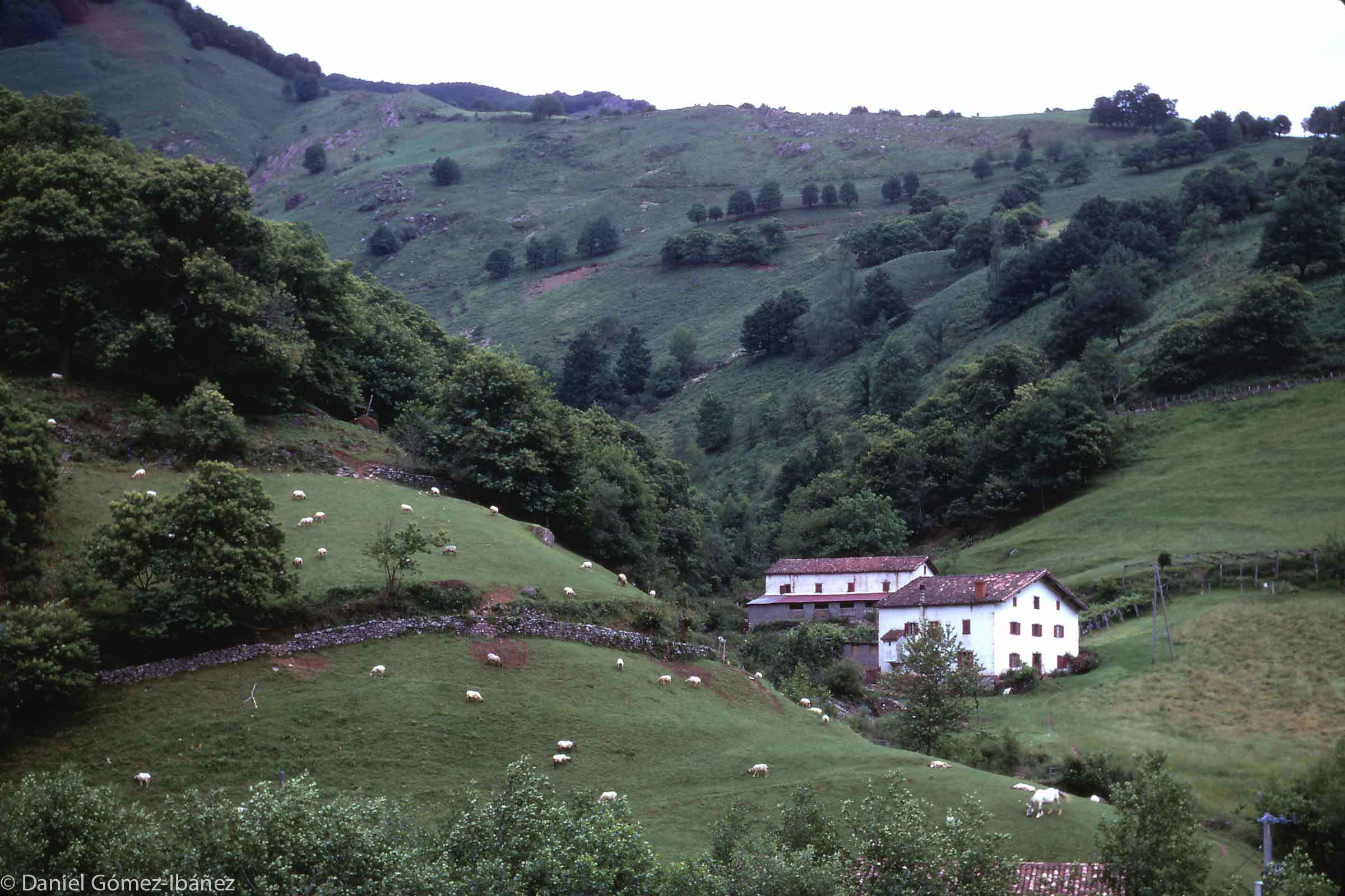 After World War II sheep raising and the provision of ewe's milk to make Roquefort cheese brought prosperity to Basque farmers in the French western Pyrenees. The Basque farmstead is usually made of whitewashed sandstone, with a red tile roof, like this one near St. Etienne-de-Baïgorry. [Pyrénées-Atlantiques, France, 1973]