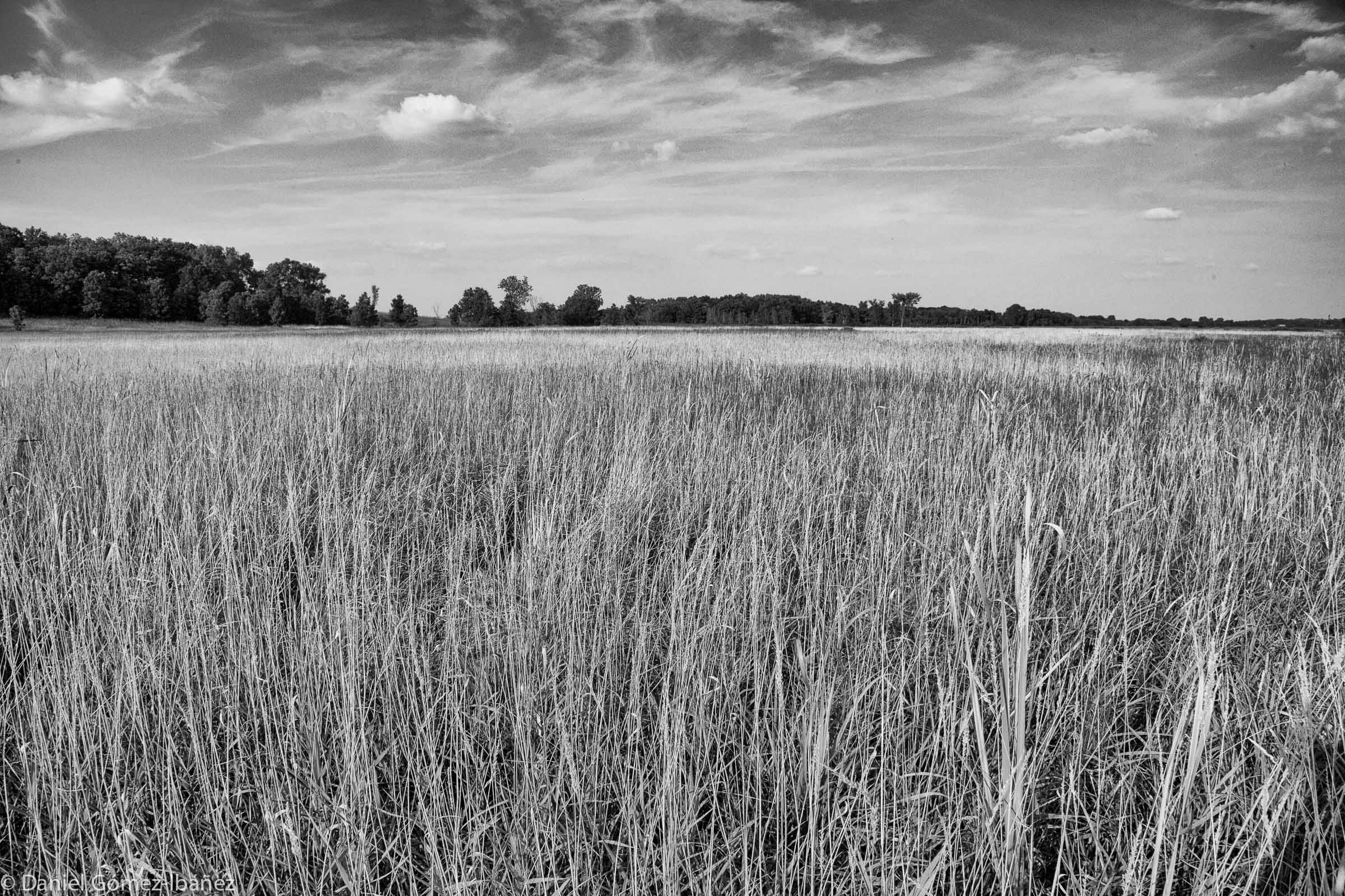 Cherokee Marsh [Madison, Wisconsin, 2009]