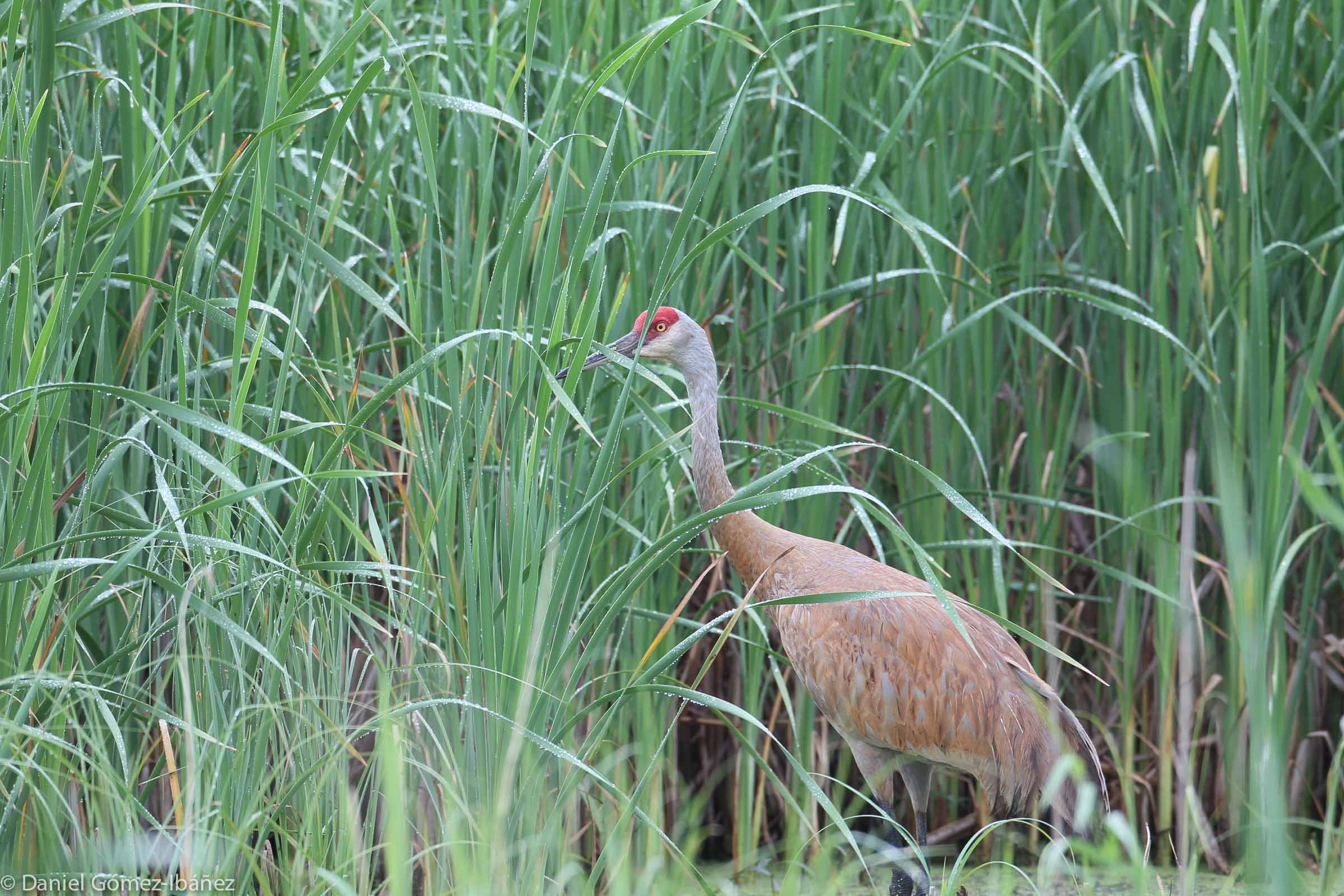 Sandhill Crane (Grus canadensis)