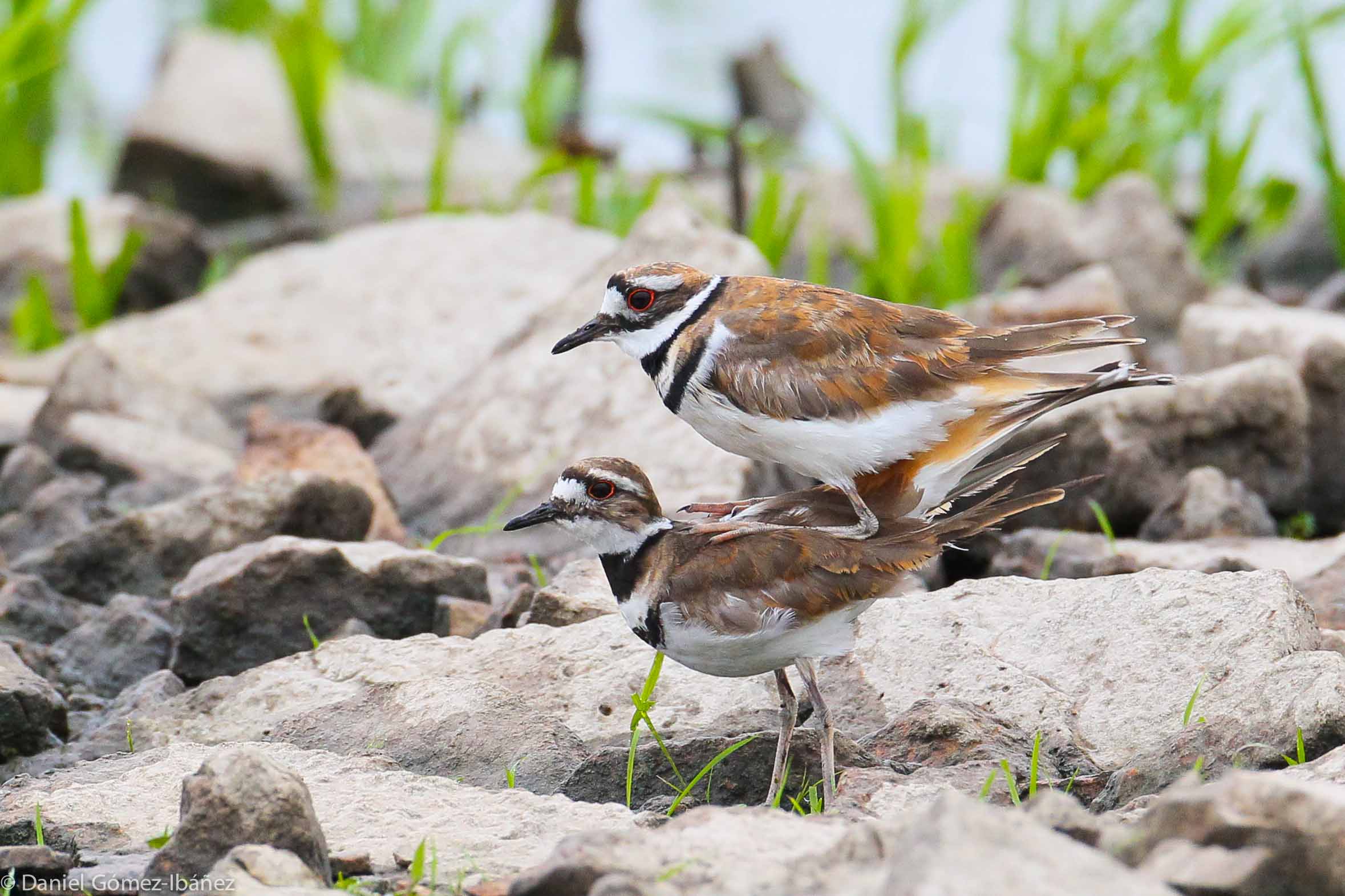 Killdeer (Charadrius vociferus) -- mating