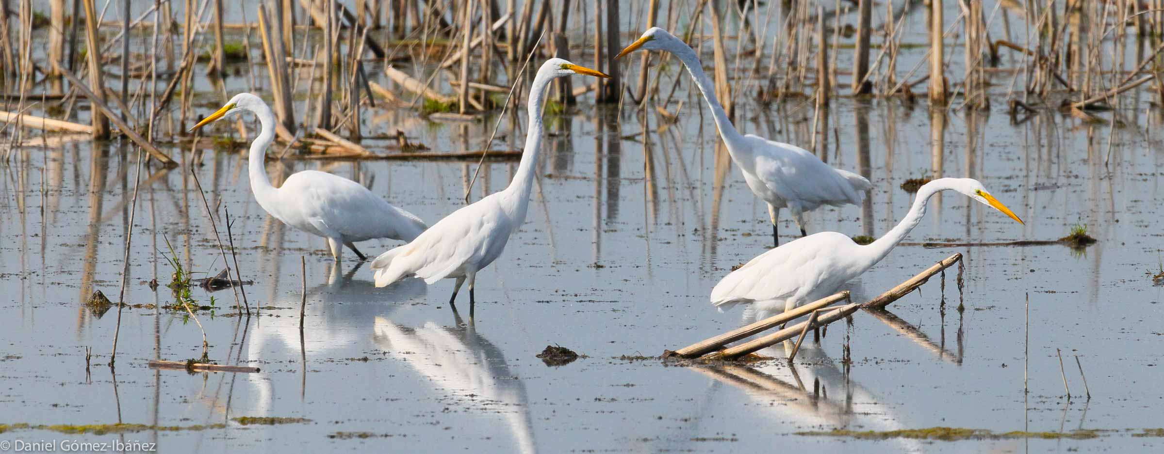 Great Egrets (Ardea alba)