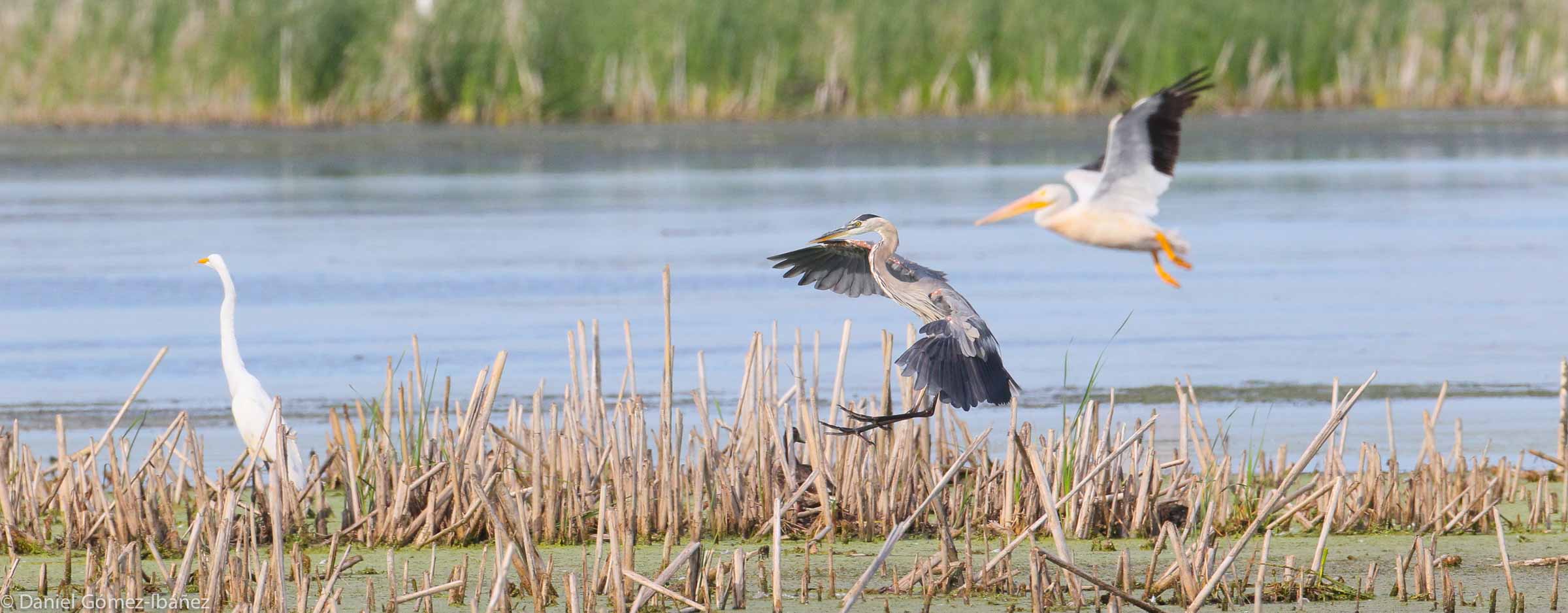 Great Blue Heron (Ardea herodias) -- landing near a Great Egret. (An American White Pelican is behind the Heron)