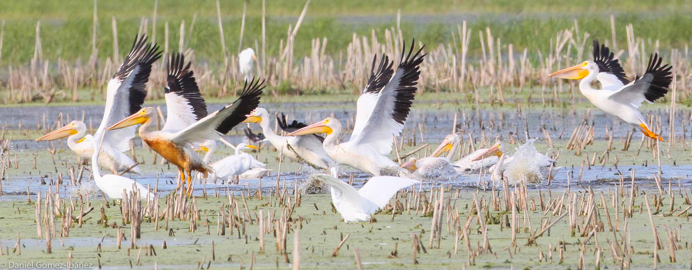 American White Pelicans (Pelecanus erythrorhynchos)