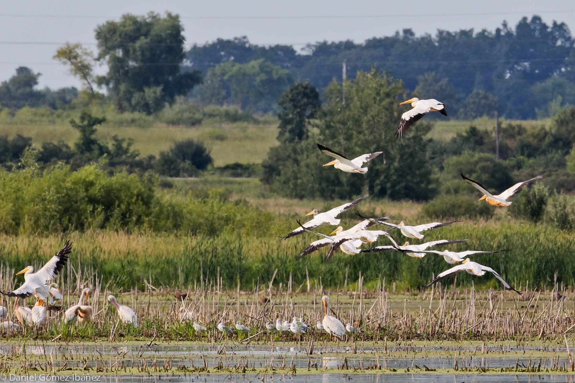 American White Pelicans (Pelecanus erythrorhynchos)