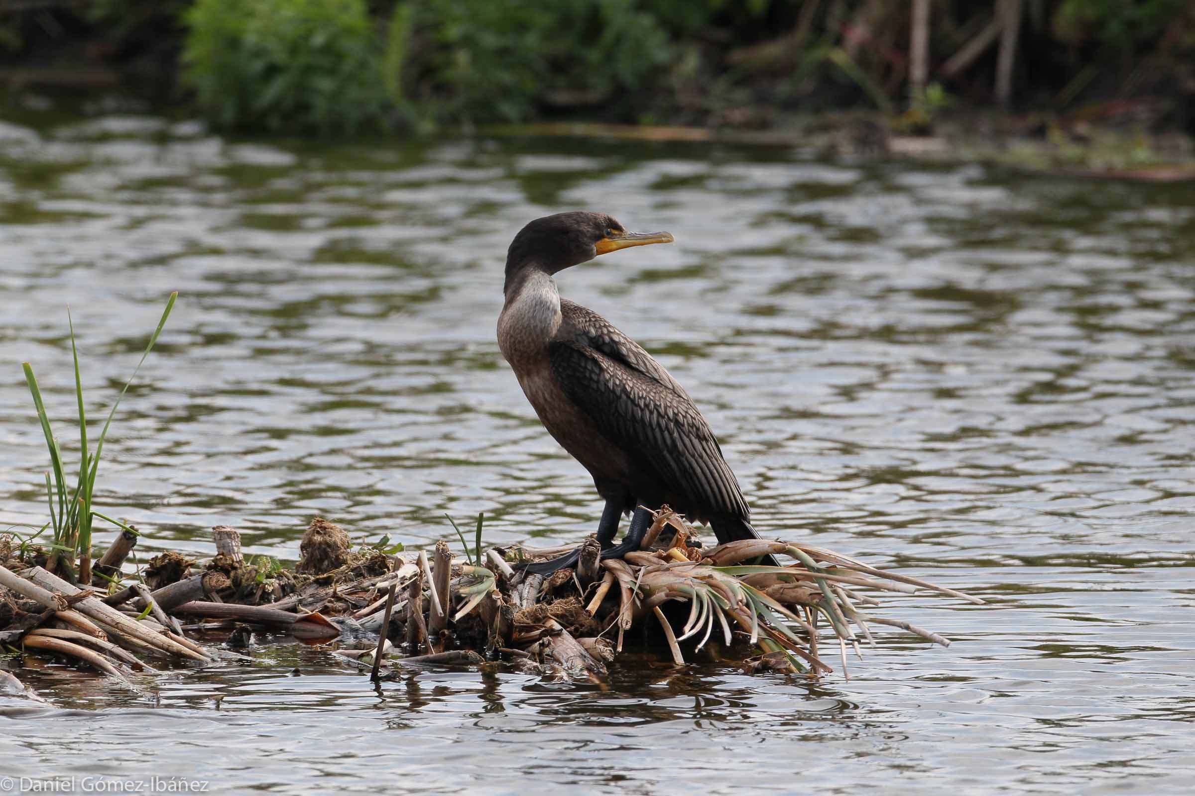 Double-crested Cormorant (Phalacrocorax auritus)