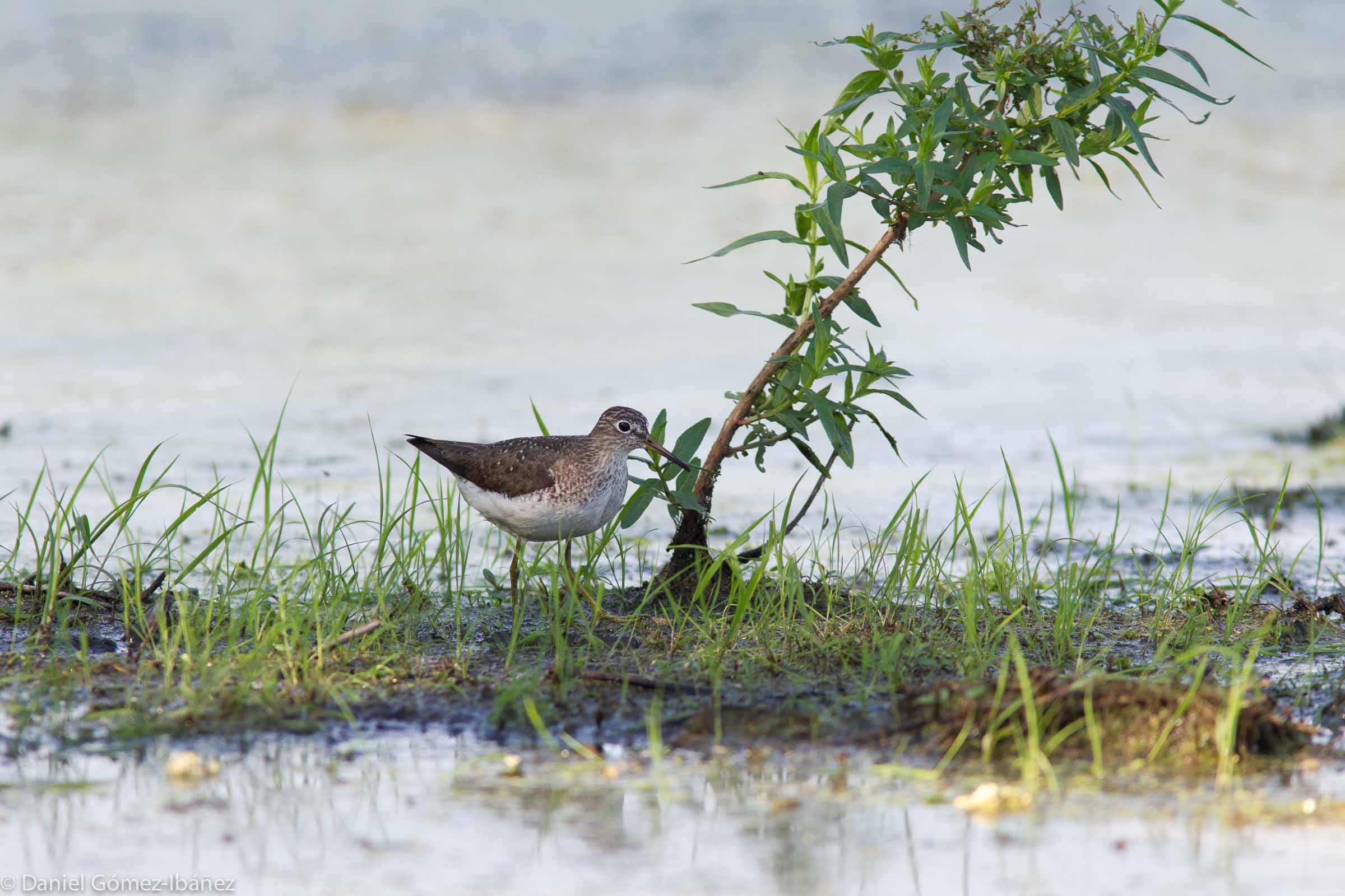 Solitary Sandpiper (Tringa solitaria)