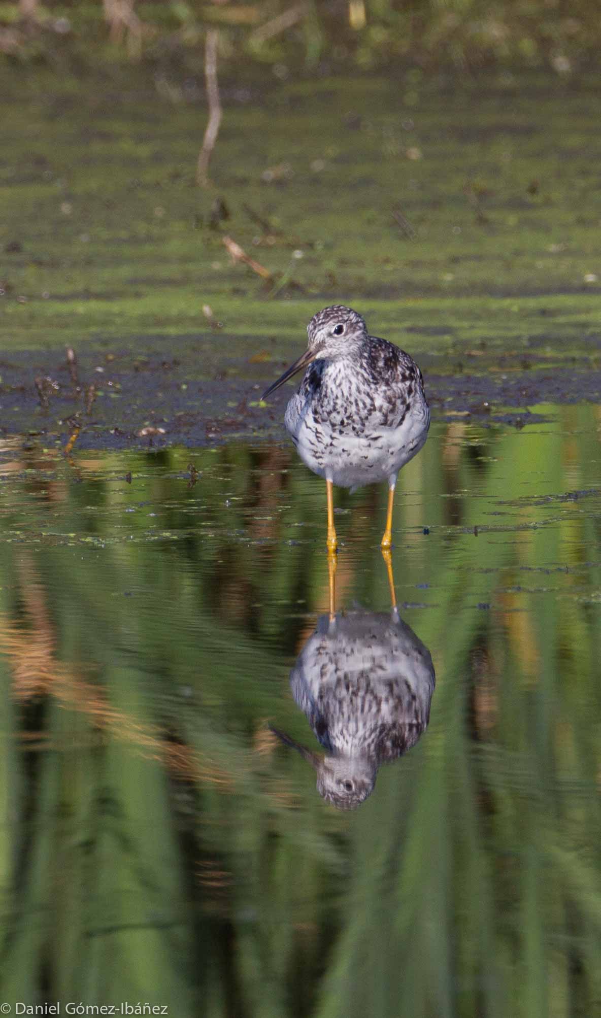 Solitary Sandpiper (Tringa solitaria)