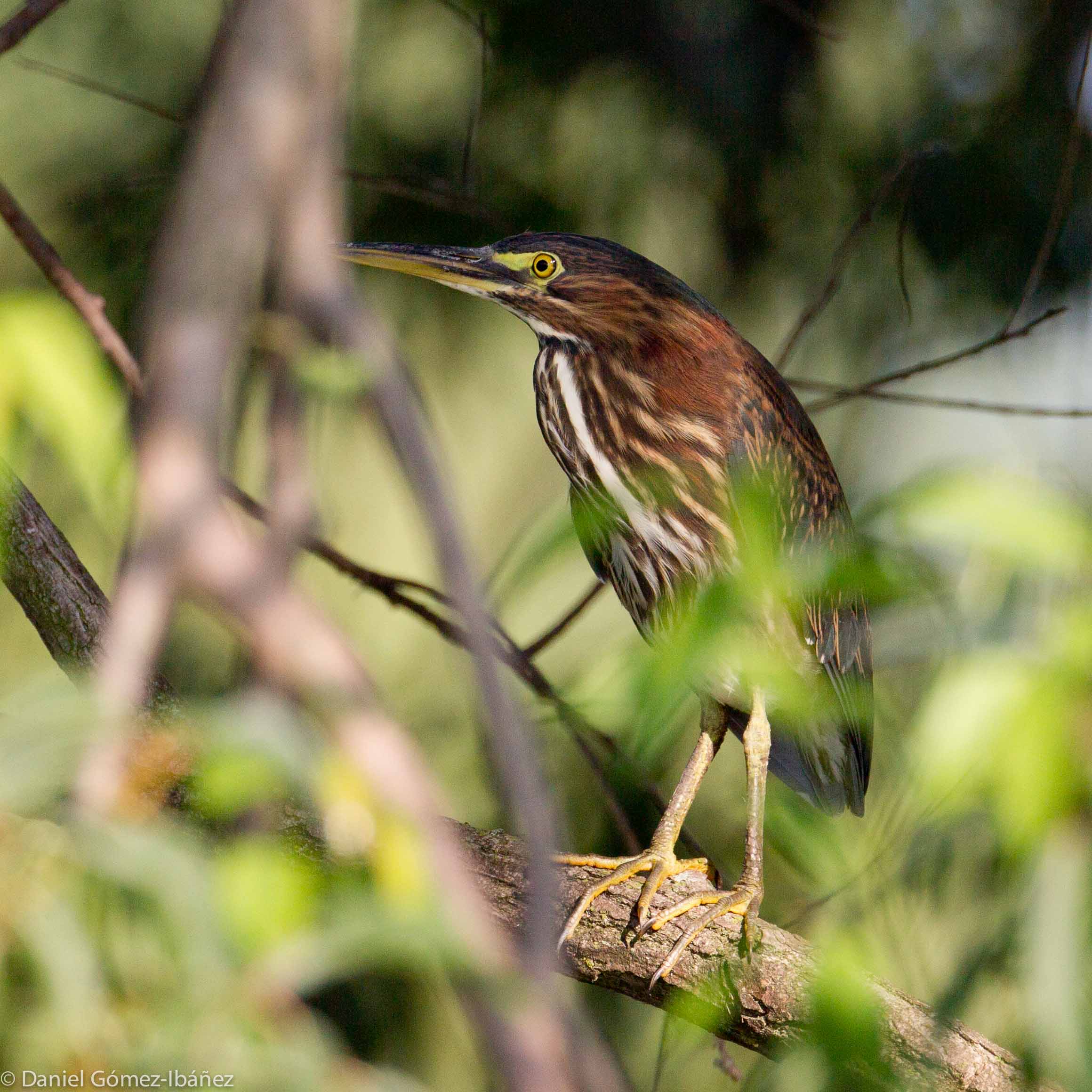 Green Heron (Butorides virescens) -- juvenile