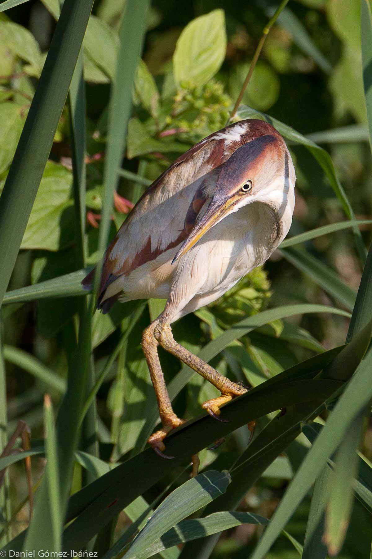 Least Bittern (Ixobrychus exilis)