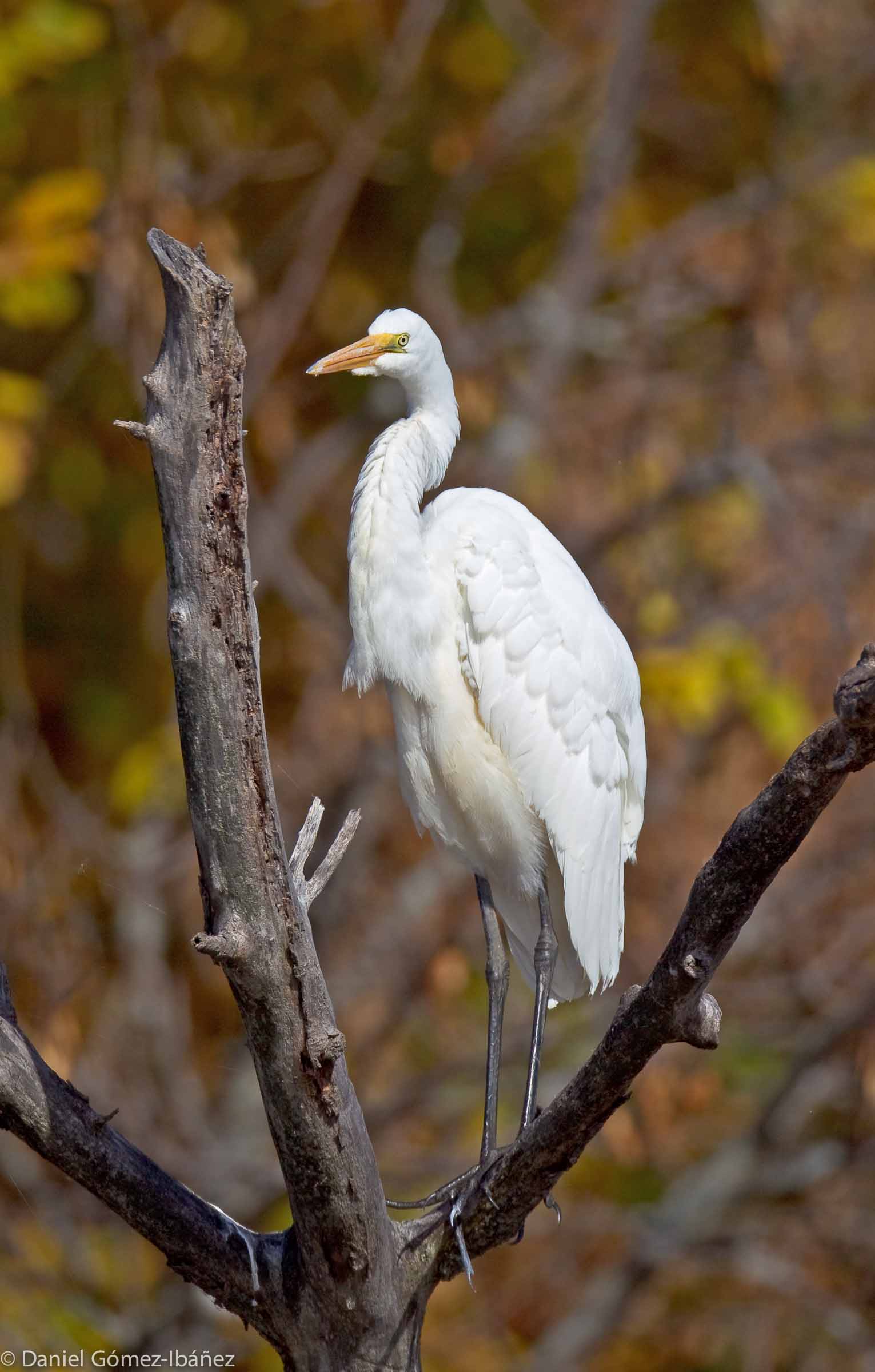 Great Egret (Ardea alba)