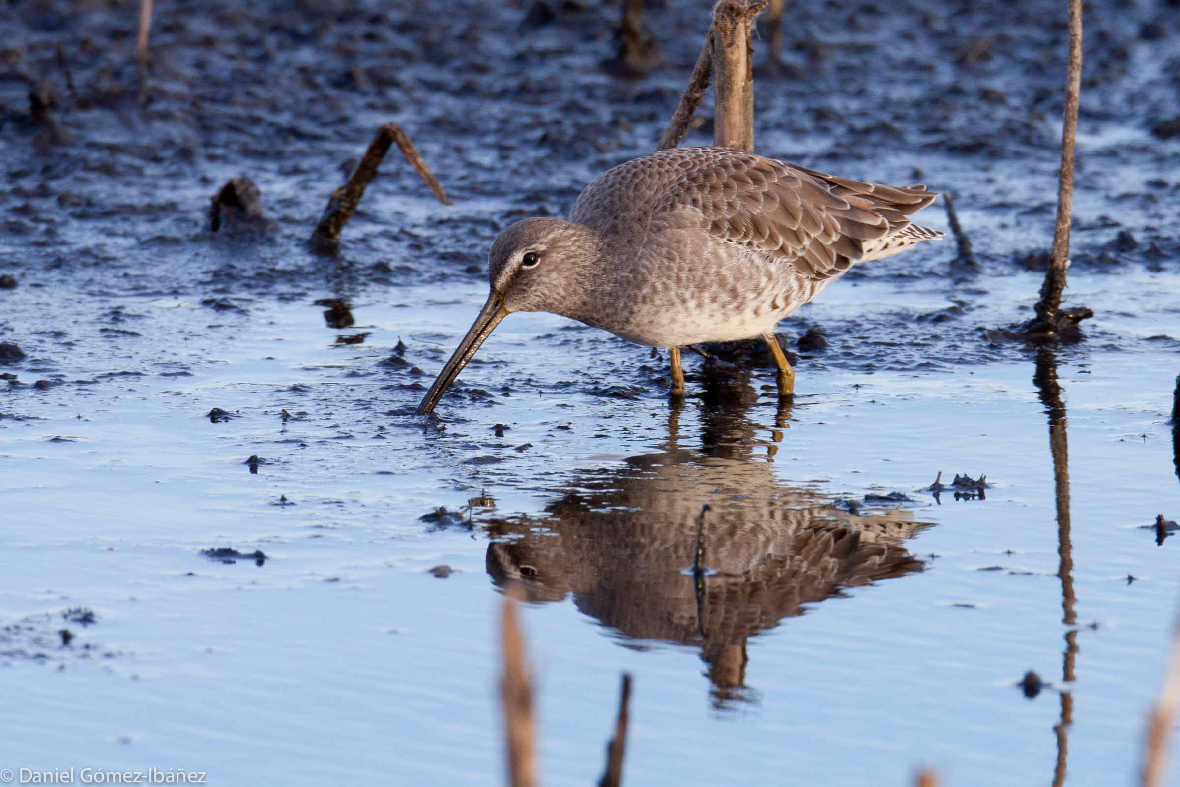 Long-billed Dowitcher (Limnodromus scolopaceus)