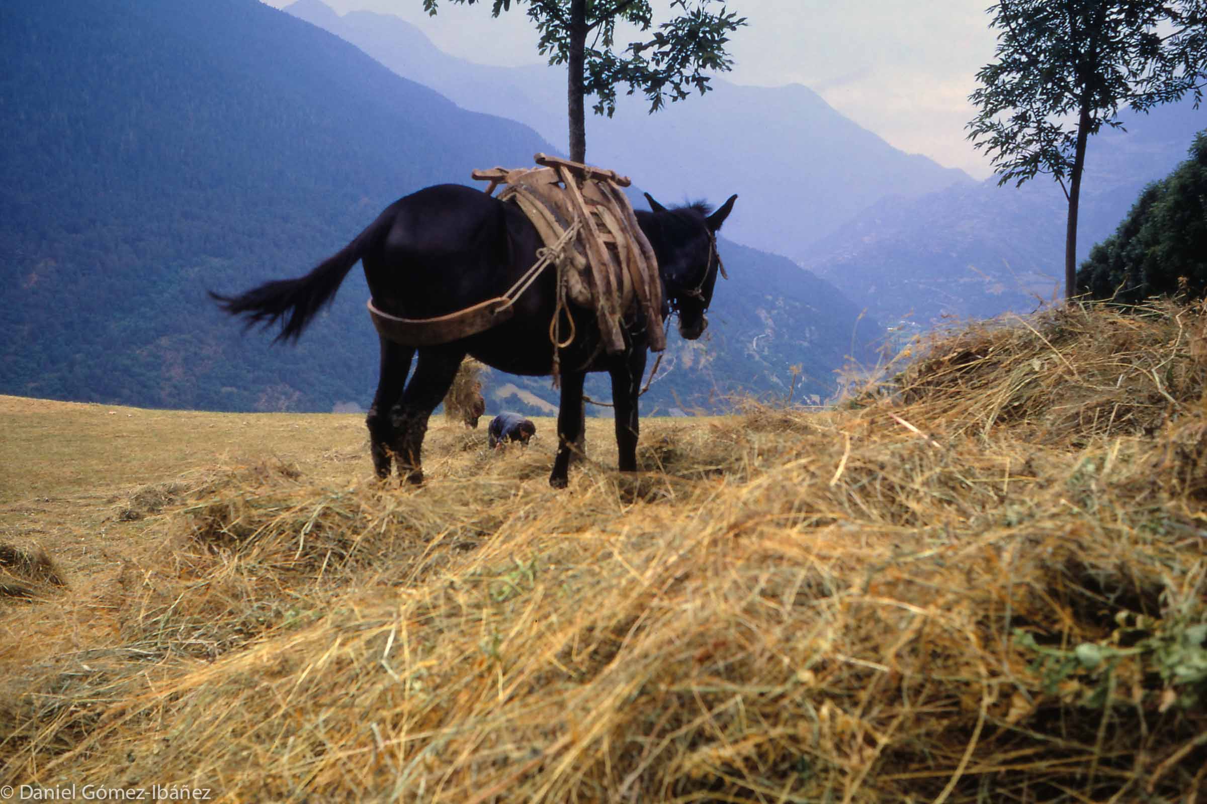 Scythed three days before, dried hay is gathered by hand. The Monge family's horse, with its pack-frame, waits to carry a load back to the barn.