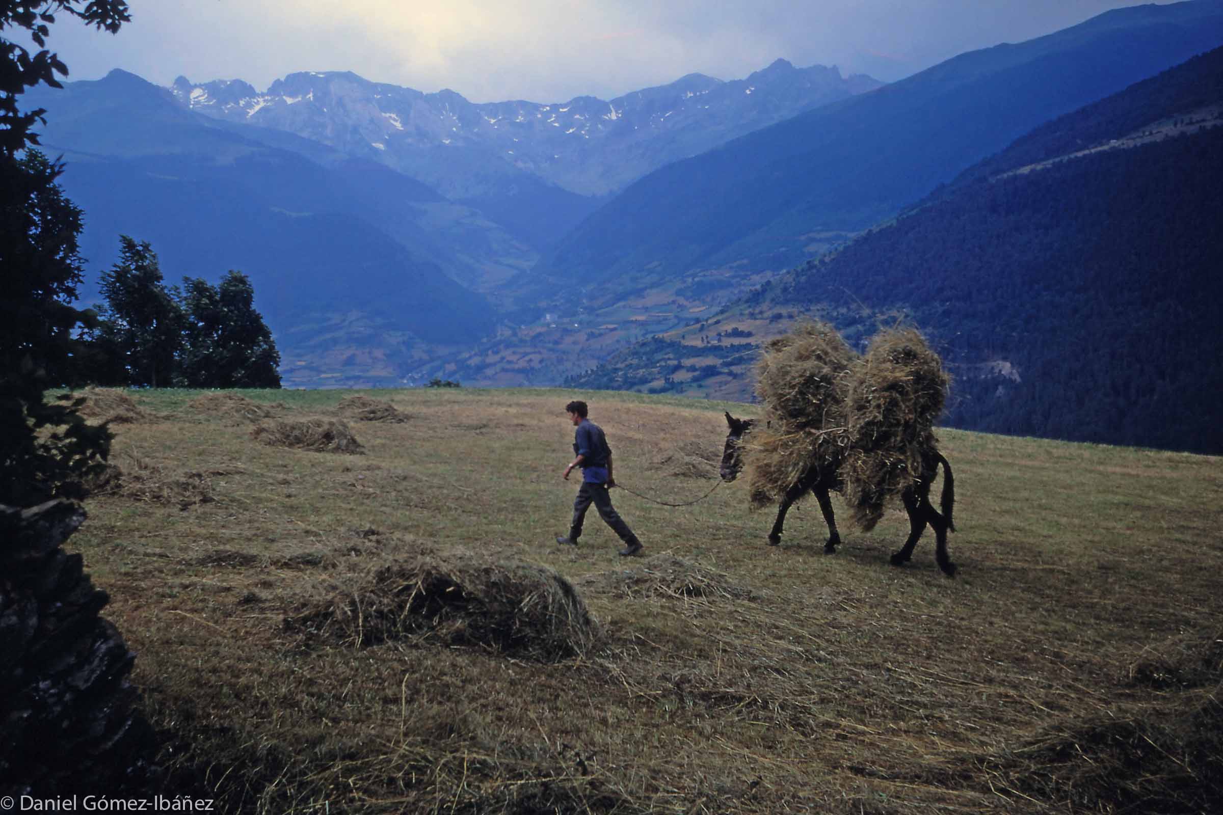 Mr. Monge's son usually works as a carpenter in Vielha, the valley's main town, but he returns to Mont to help with the haying. He leads the loaded horse back to the family's barn in the village.