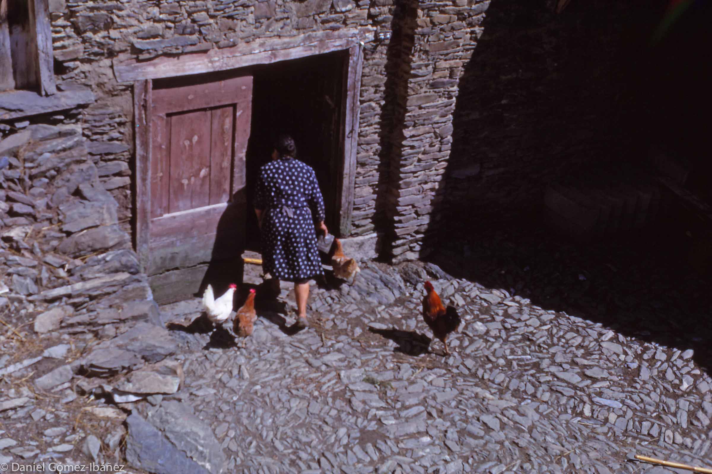 Every family keeps a few chickens and rabbits. Mrs. Monge feeds the chickens in the courtyard of her farmhouse.