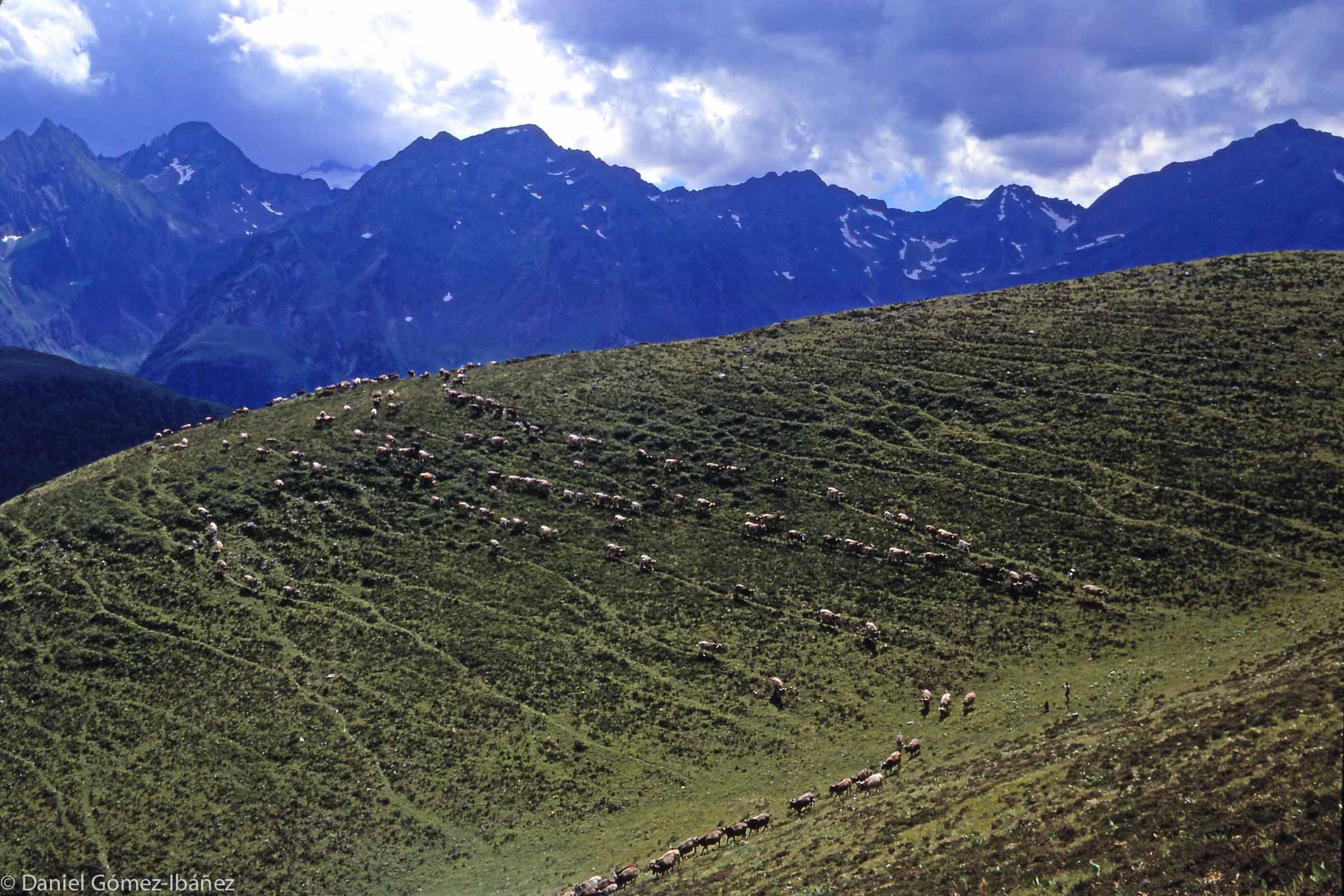 In summer the Vall d'Aran's cattle and sheep graze on the high-altitude pastures, some of them astride the international boundary between France and Spain. [Clot de Baretje, Vall d"Aran.]