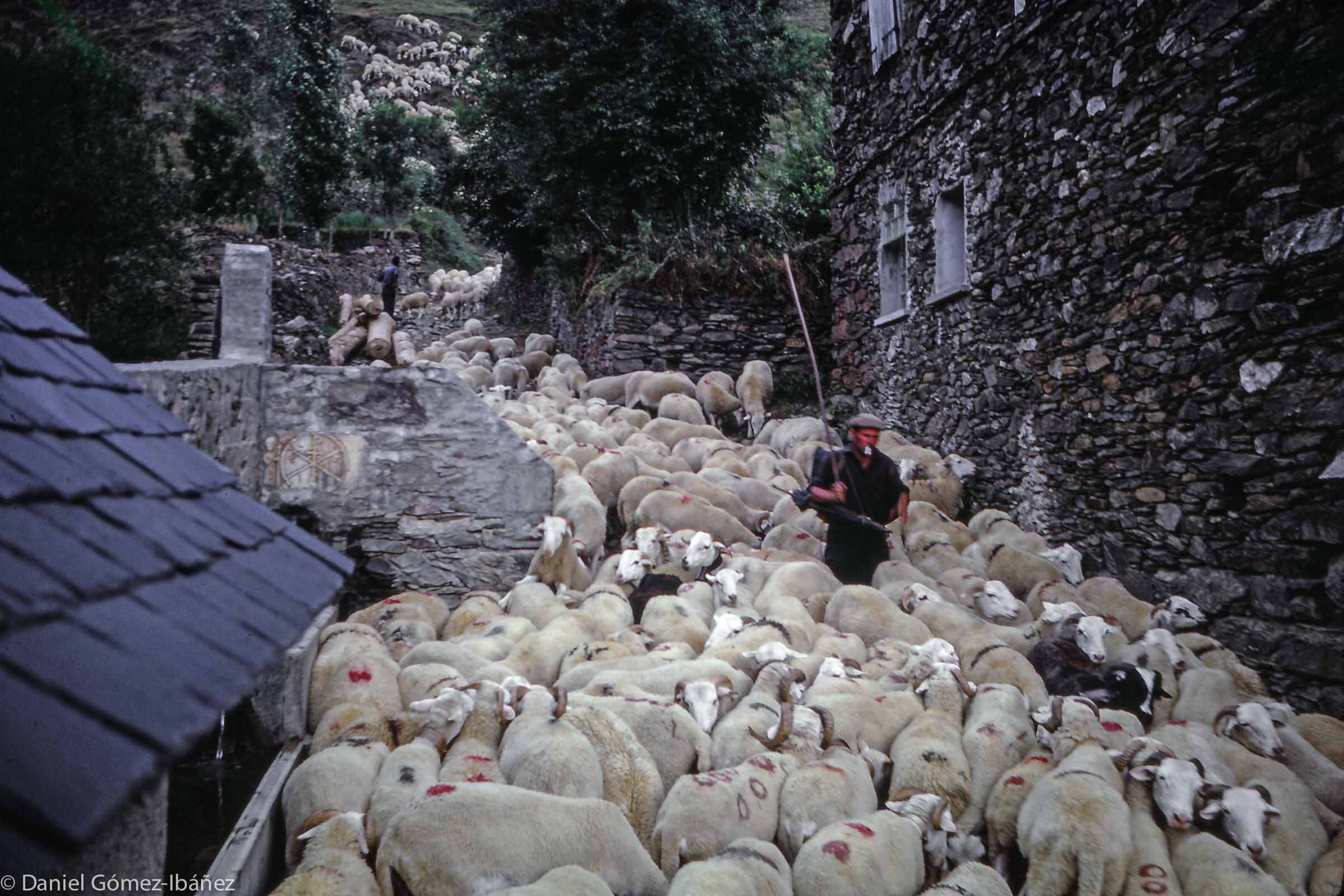 In August the village's sheepherder brings the flocks down from the mountain pastures for the sale day. Buyers have arrived from Vielha, the Vall d'Aran's "capital," to bid on the sheep.