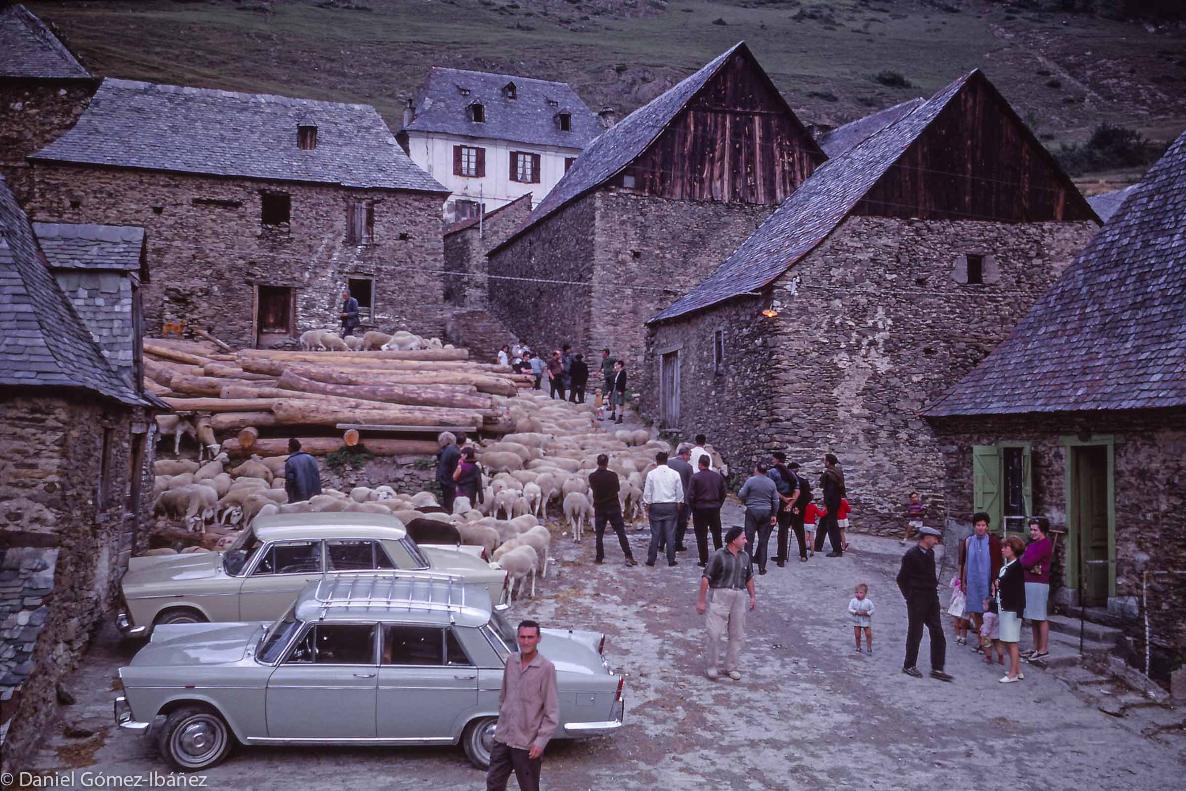 The day the lambs are sold is a festive as well as an economically significant occasion for the whole village. The sheep buyers' cars are an unusual presence in the village, which is served only by a rough track from the main road in the valley. Logs from the village forests are also stacked here; they will be auctioned on another day.