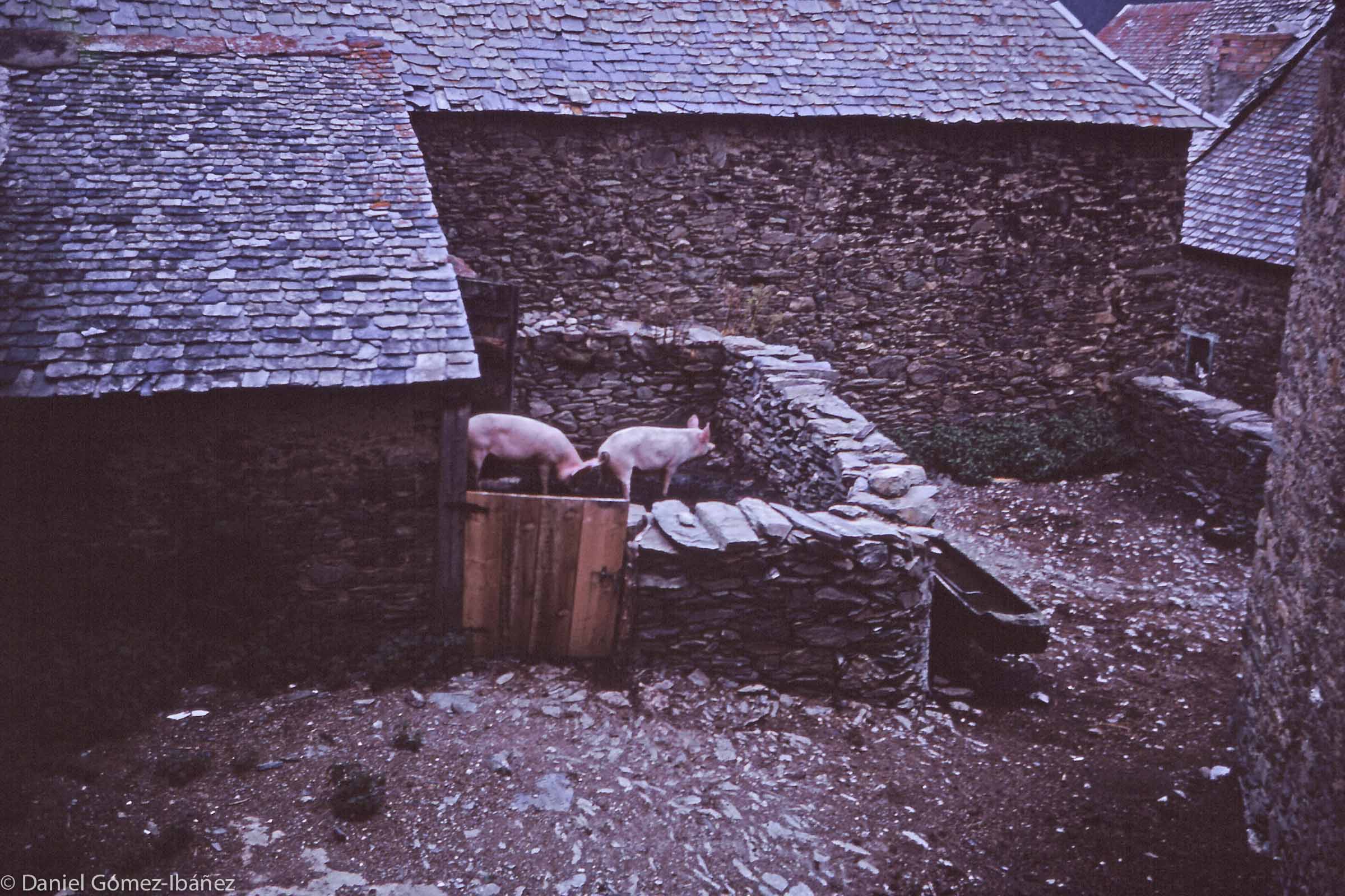 Two pigs will provide meat for the family during the year.