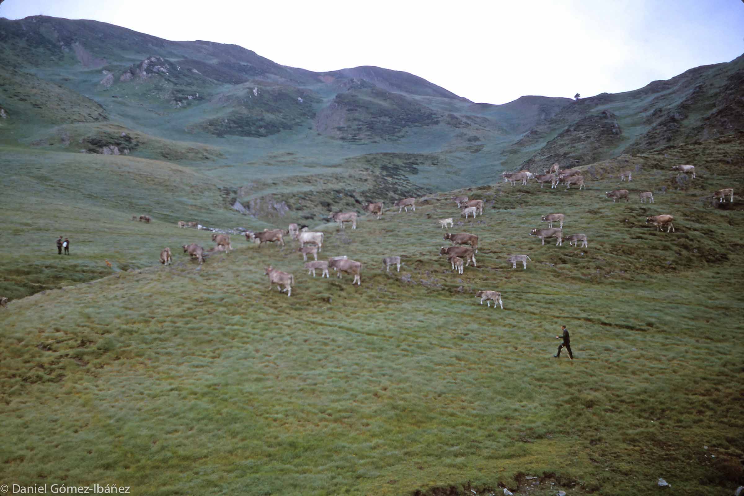 The cattle are brought together to receive a ration of salt.