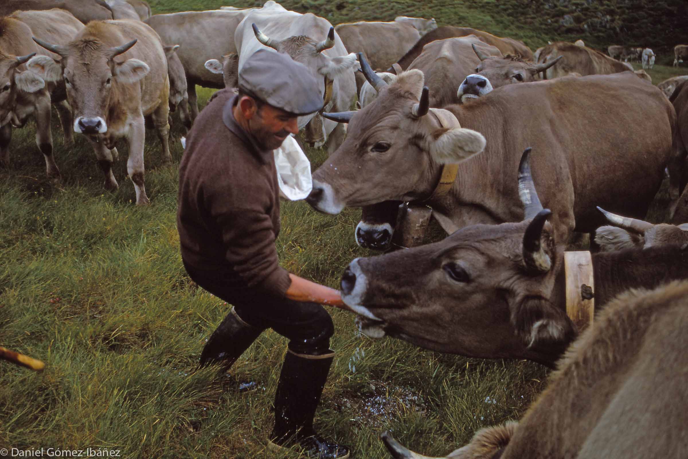 Mont's cowherd gives a ration of salt to each cow separately; he knows each animal's particular needs and gives more to some, less to others.