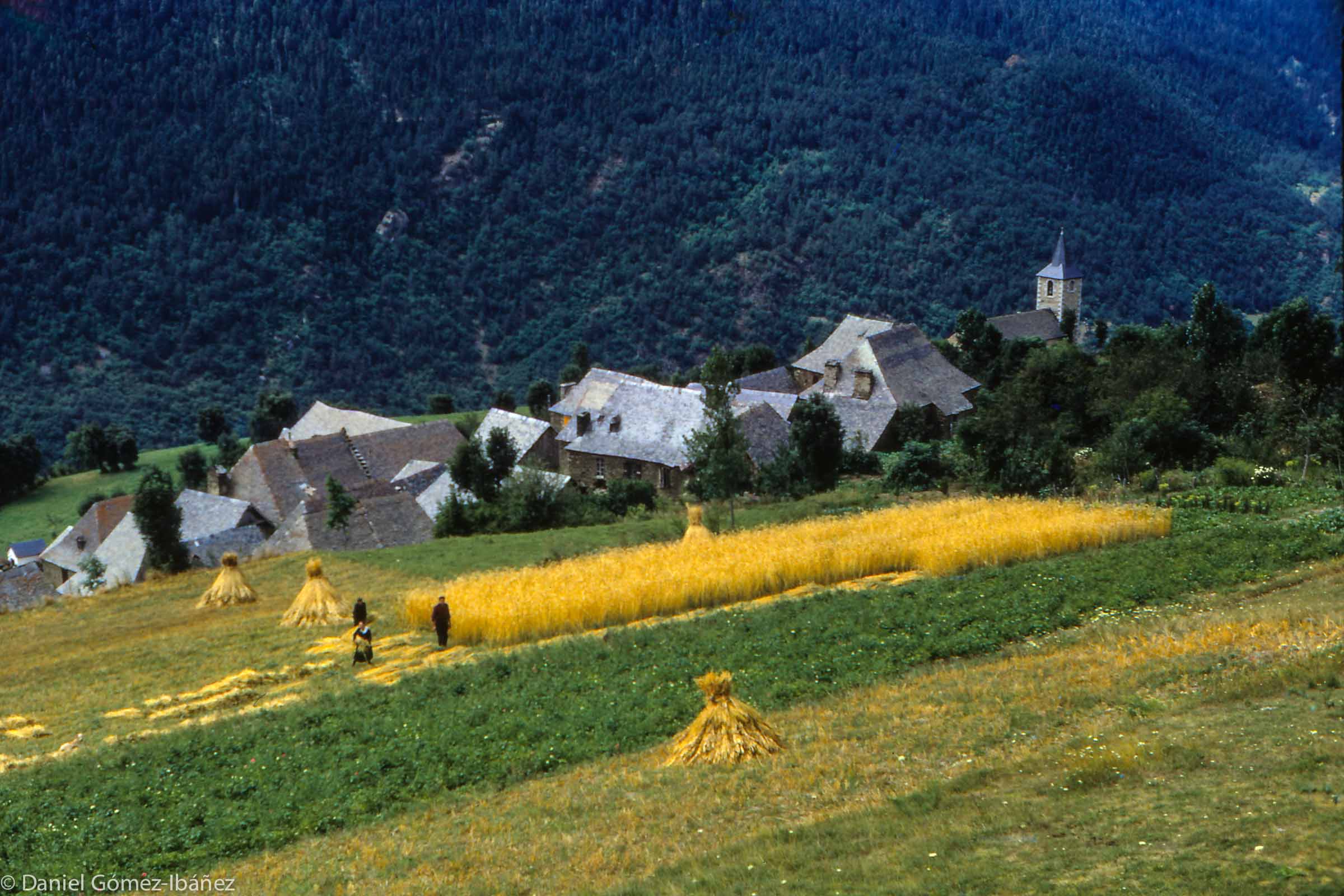 August: in a field above the village the Monge family mows and stacks sheaves of barley.