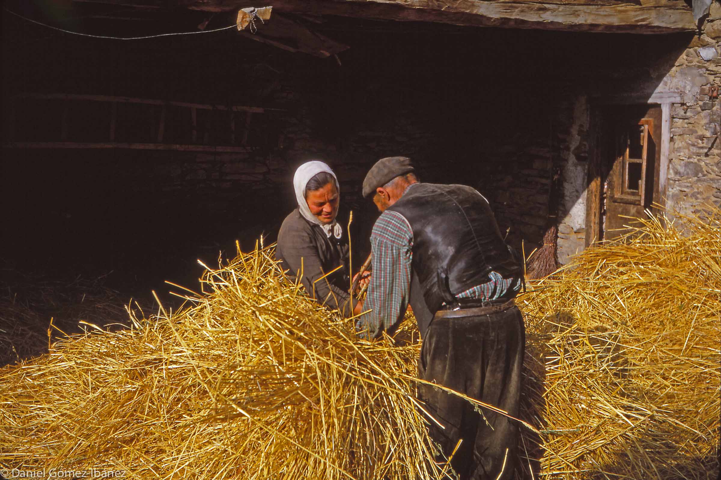 The Monges tie a bundle of straw together before carrying it to the barn.