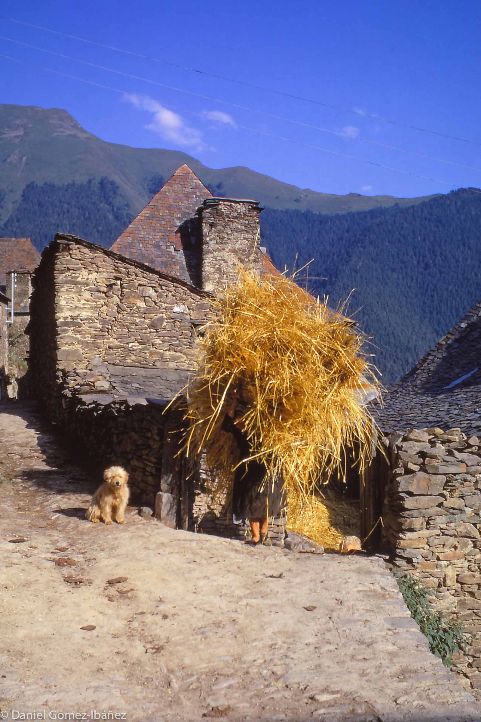 After threshing, Mrs. Monge carries a load of barley straw to the barn. It will become winter bedding for the family's sheep and cattle.