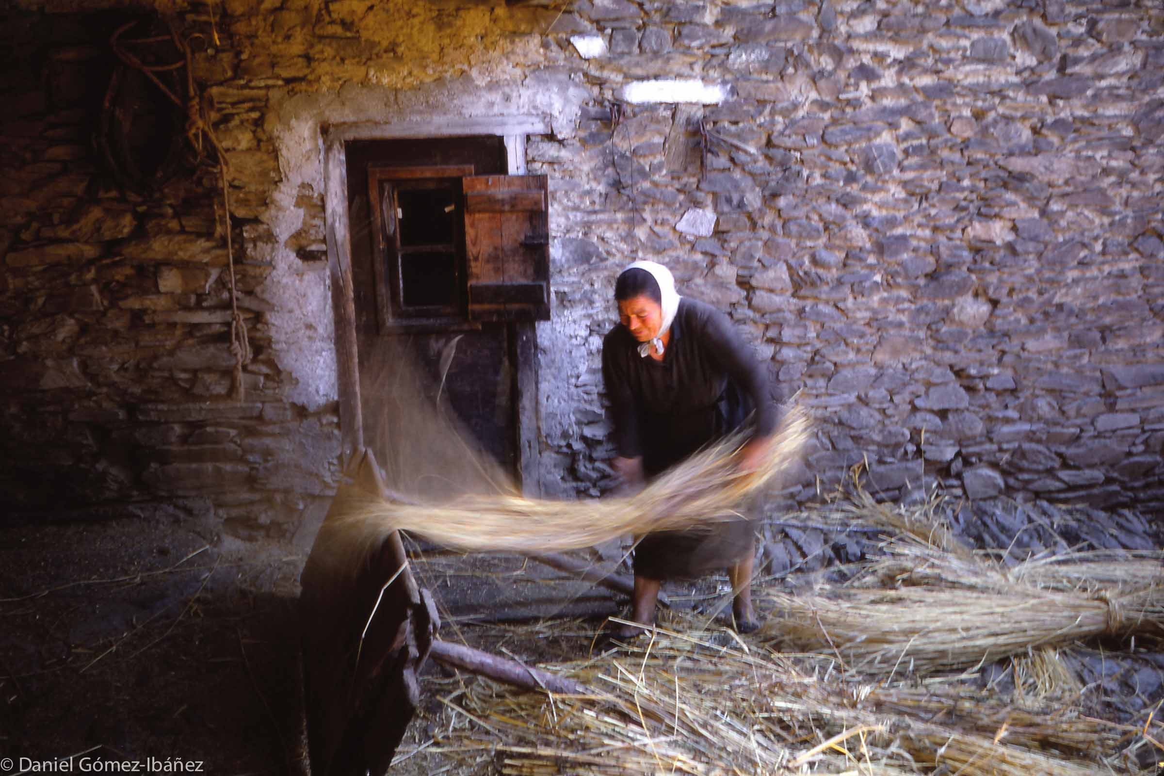 In late August the Monge's courtyard becomes a threshing floor for the barley harvest. The first step is Mrs Monge's: she beats the sheaves of barley against the edge of an upended table. Many of the barleycorns fall to the other side. The remaining grains will be threshed by the trampling of the horse's hooves on the threshing floor. This way of threshing is more than two thousand years old.